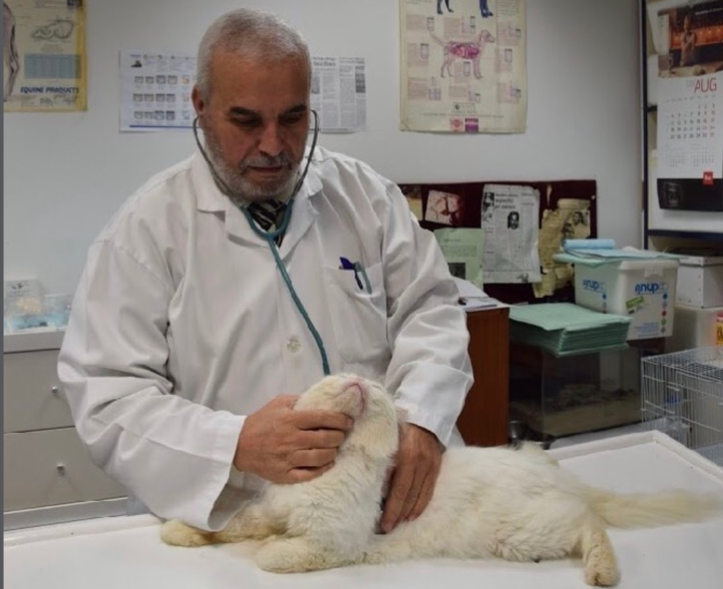 Dr. Faisal Shaheen examining a cat with stethoscope at New Veterinary Clinic Abu Dhabi