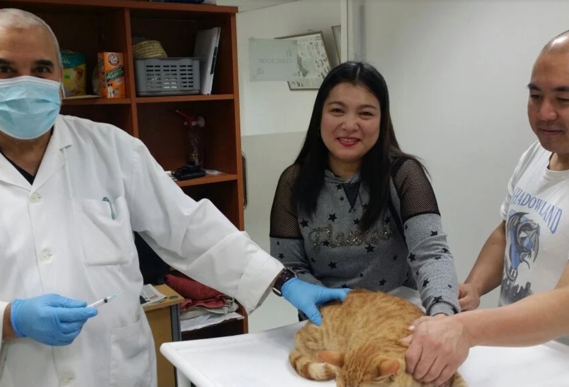 Dr. Faisal vaccinating a cat at New Veterinary Clinic Abu Dhabi, with the owner present