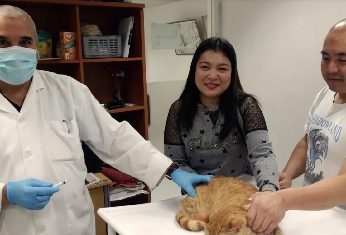 تطعيم الحيوانات الأليفة في أبوظبي لدى New Veterinary Clinic