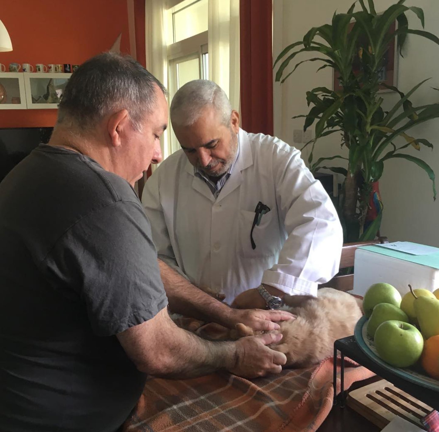 Dr. Faisal Shaheen examining a cat during a home visit in Abu Dhabi