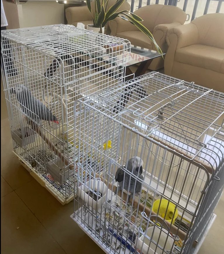 Parrots waiting at New Veterinary Clinic Abu Dhabi — one of the few clinics in the UAE that treats exotic birds