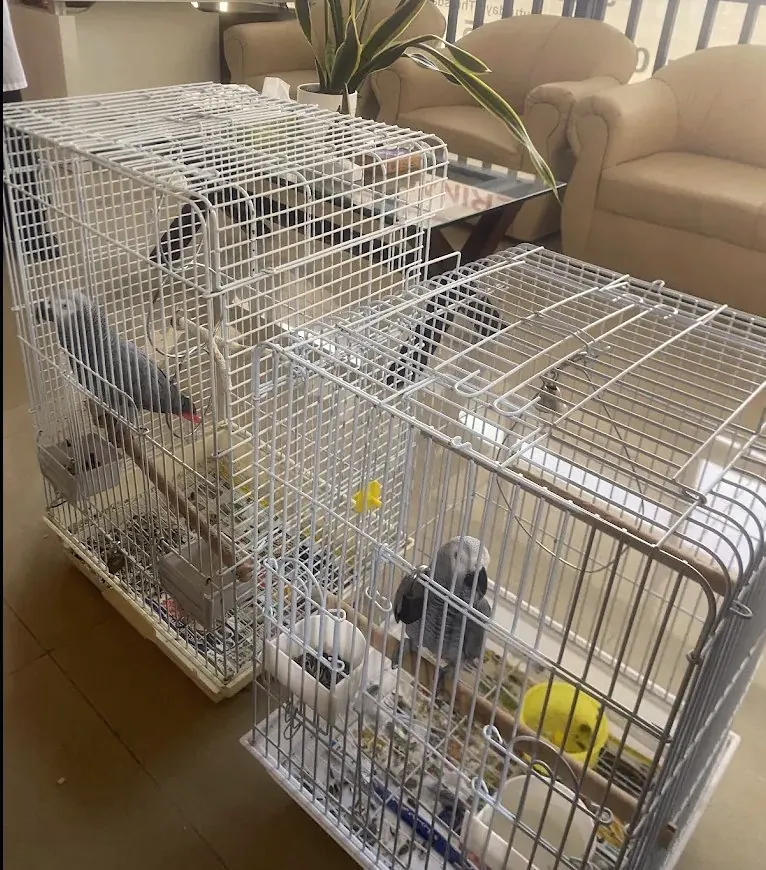 ببغاوات في New Veterinary Clinic أبوظبي
