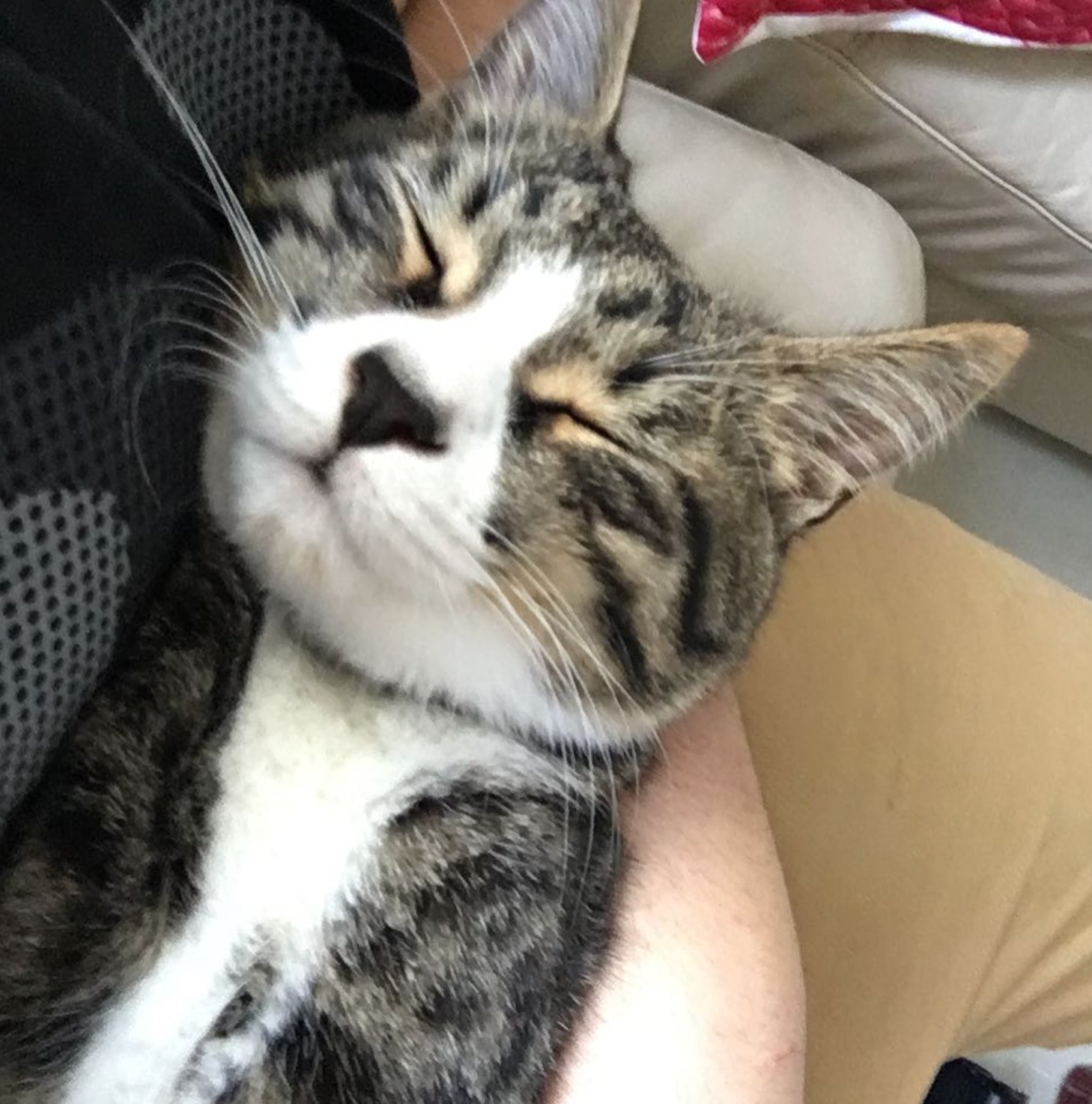 Happy, well-cared-for tabby cat patient