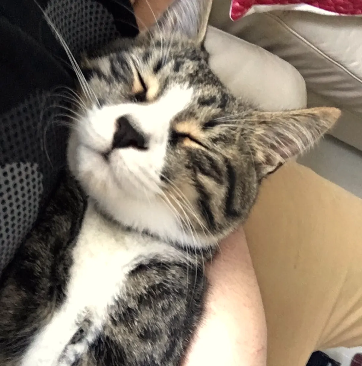 Happy, well-cared-for tabby cat patient